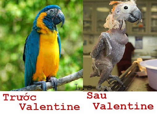 Chum anh che cuc vui ve dong vat hinh anh