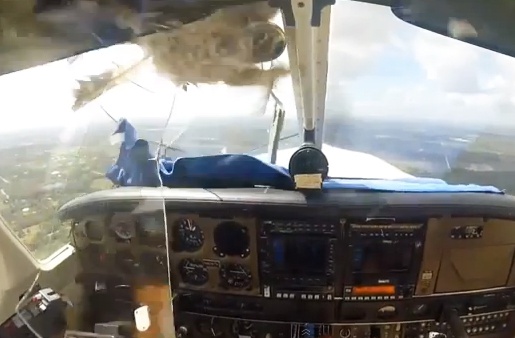 Thoat chet khi chim dam vao buong lai may bay hinh anh