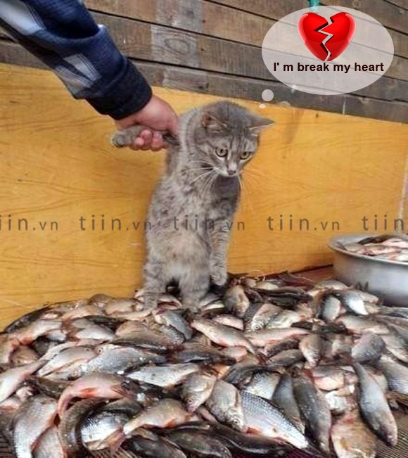 Anh vui: Tan vo hinh anh