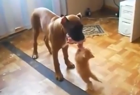 Meo con gianh an voi cho hinh anh