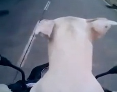 Cun 'lai' mo to hinh anh