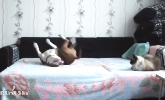 Cho treu nguoi meo tren giuong ngu hinh anh