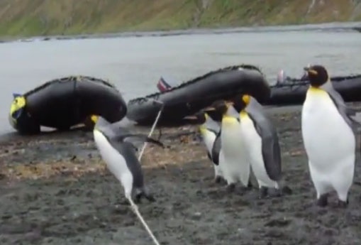 Clip hai: Chim canh cut vuot chuong ngai vat hinh anh