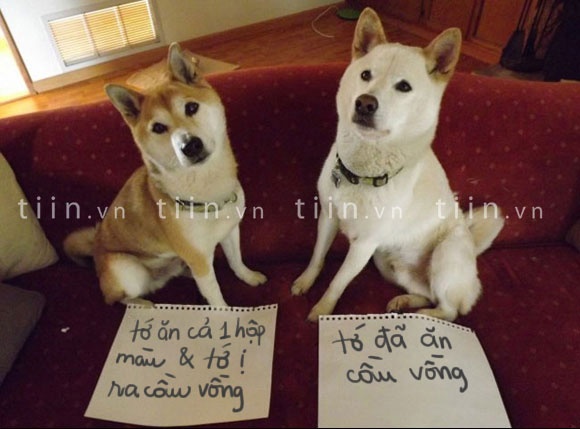 Khi thu cung mac loi hinh anh