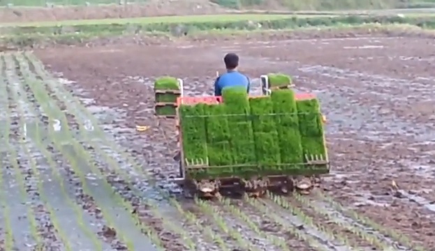 Cay lua kieu Han Quoc hinh anh