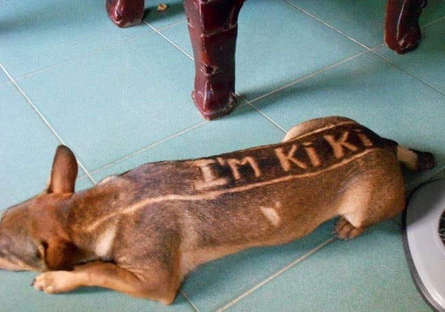 loạt ảnh hài hước ảnh 7 loat anh hai huoc anh 7