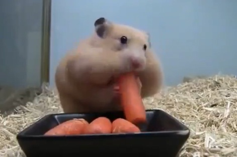 Chuot doi ngau nghien ca rot hinh anh