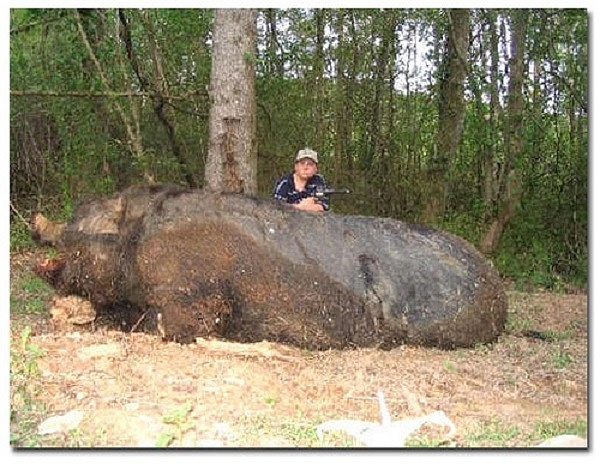 Nhung dong vat to nhu quai thu hinh anh