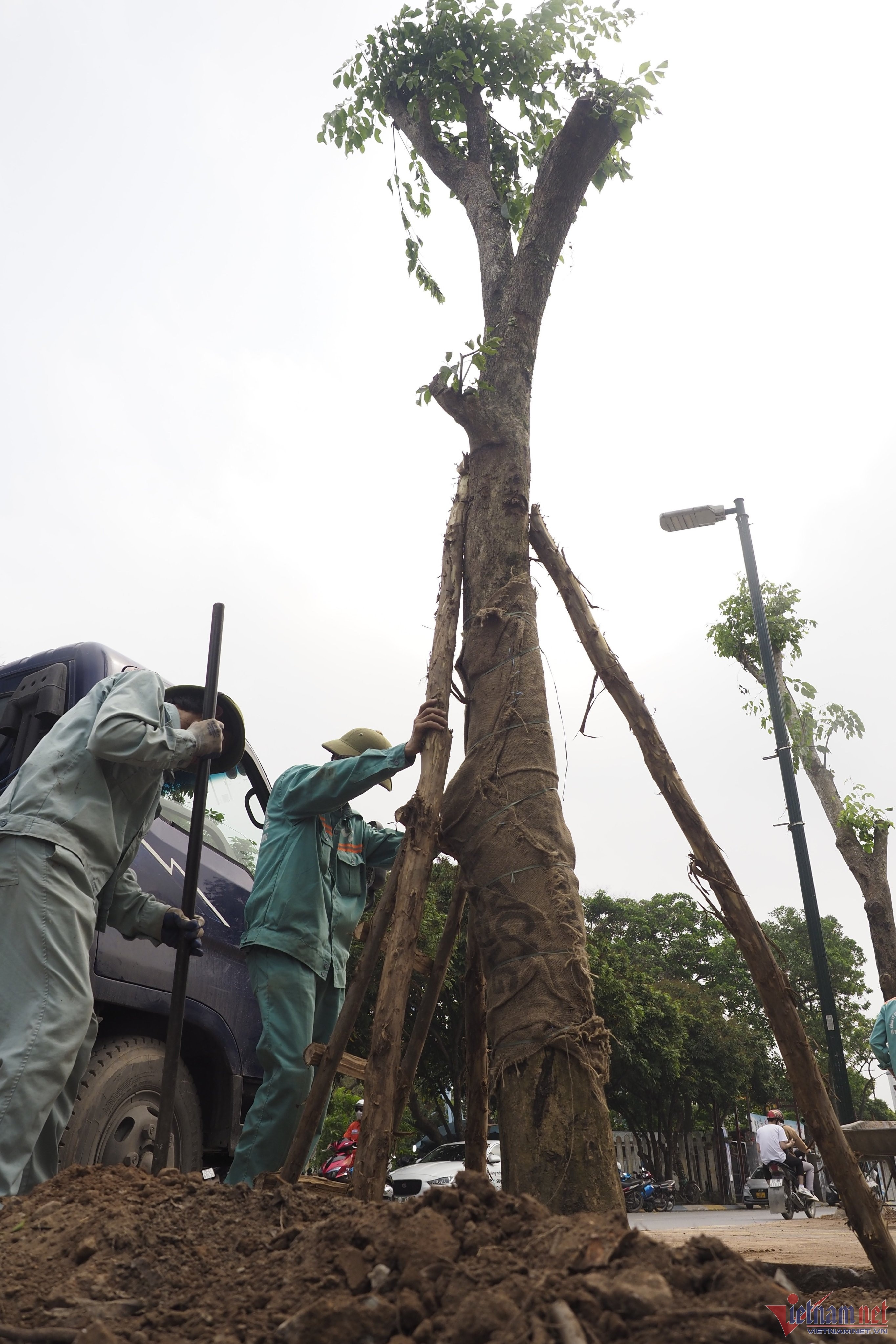 Cay giang huong anh 1
