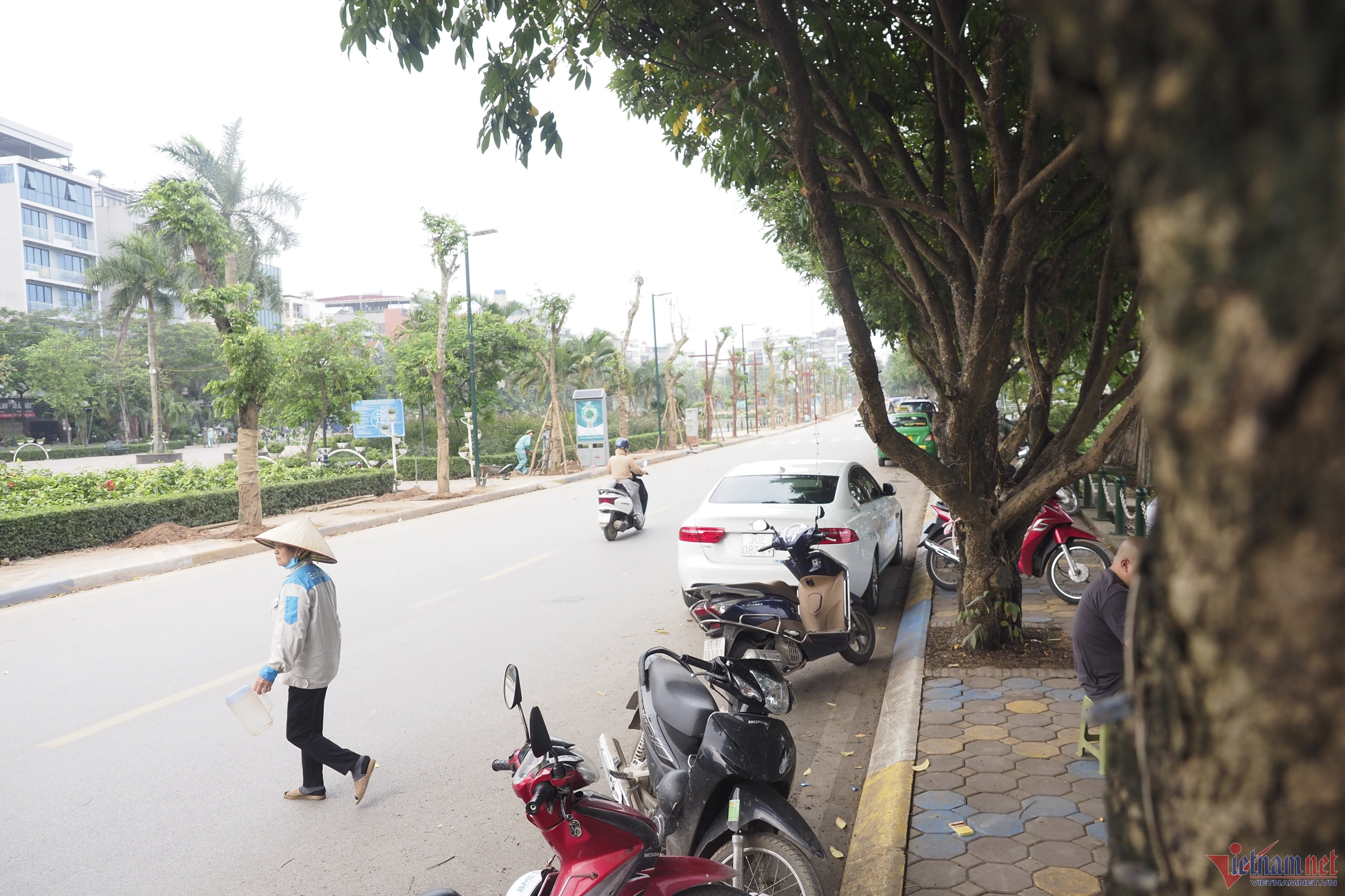 Cay giang huong anh 2