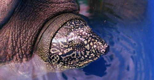 Vi sao mat nhieu nam moi tim duoc mot ca the rua Hoan Kiem? hinh anh