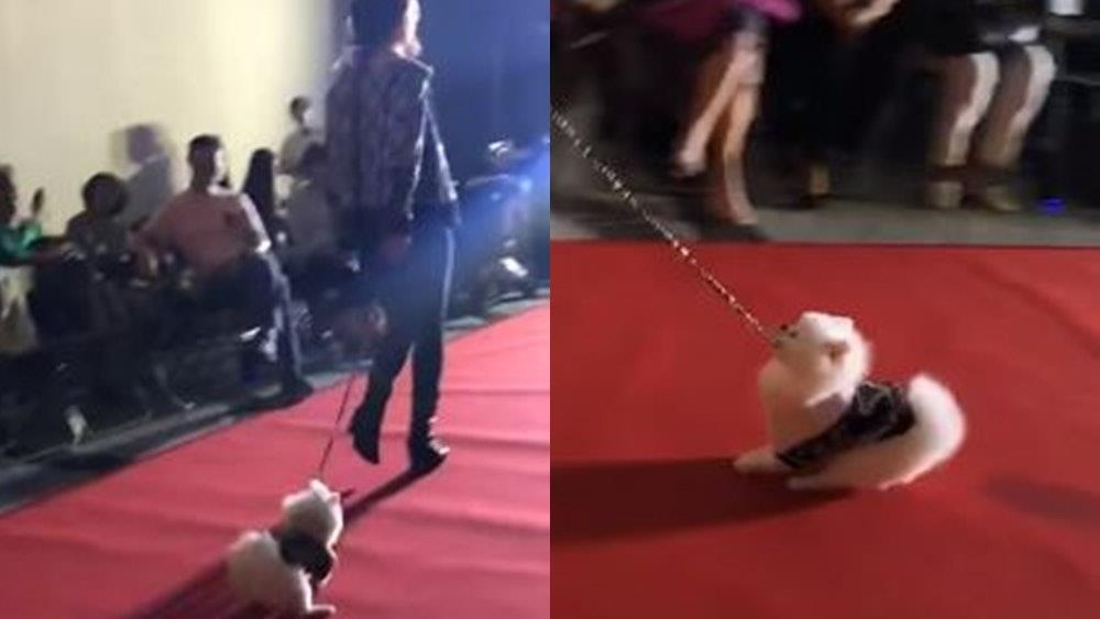 ngược đãi động vật ảnh 1 nguoc dai dong vat anh 1