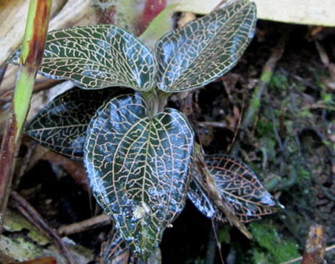 Loai co phat sang trong dem o Tay Con Linh hinh anh