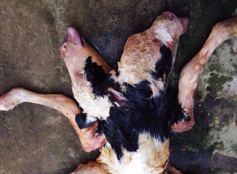 Be vua sinh co 2 dau 6 chan hinh anh