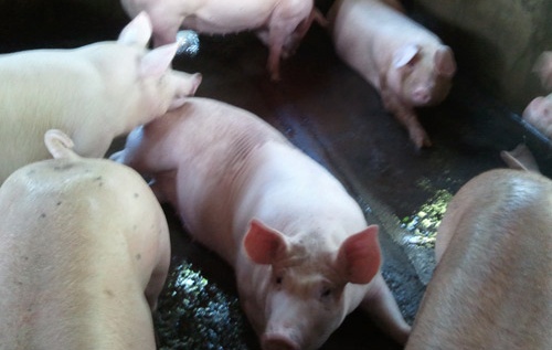 Lat tay ky nghe thuc heo tang gan 30 kg mot thang hinh anh