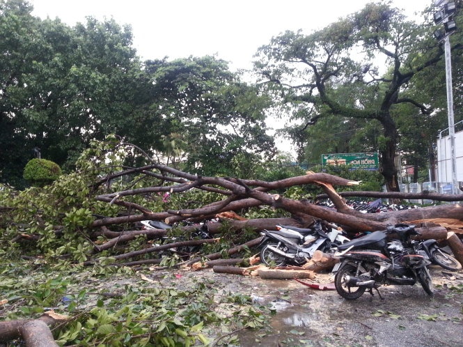 Cay xanh do de hang chuc xe may trong con mua hinh anh