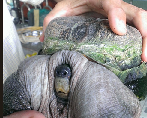 Phat hien con rua 'sieu di' o Tien Giang hinh anh