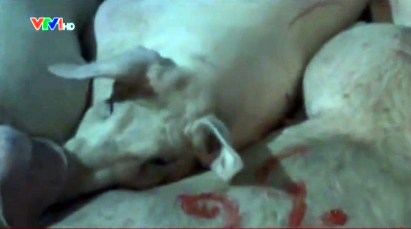 VTV: Tiem thuoc ngu, bom nuoc vao lon de tang trong hinh anh