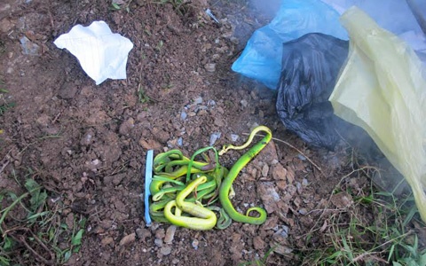 Canh diet ran doc tran ve xa bat thuong hinh anh