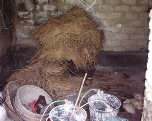 Chuyen la o Bac Giang: Vat nuoi thi nhau lao dau vao tuong hinh anh