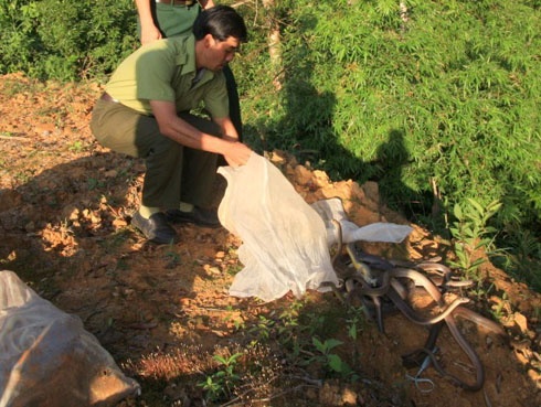 Tha 30 ca the ran rao suyt lam moi nhau ve tu nhien hinh anh