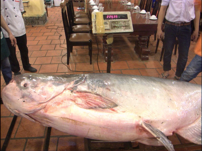 'Thuy quai' ca tra dau gan 230 kg ve TP.HCM hinh anh