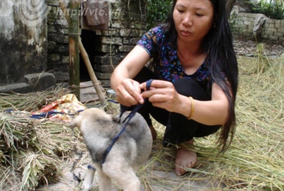 Vat nuoi 4 chan ‘tu tu’ o Bac Giang: Buc man bi an hinh anh