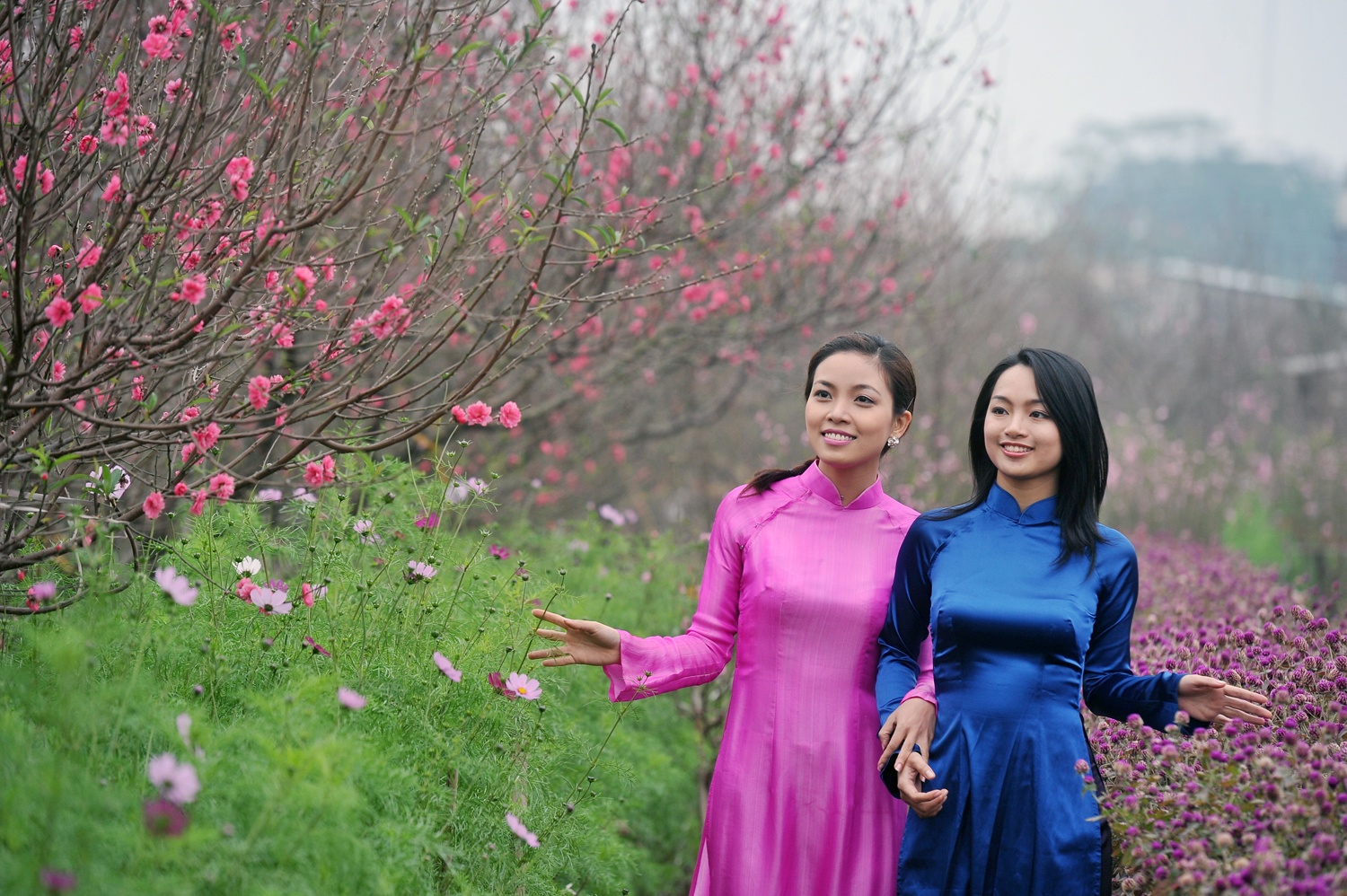 Vườn đào Nhật Tân ngày giáp Tết. Ảnh minh họa: Hoàng Hà.