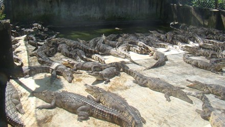 Ve noi nha nha nuoi ca sau nhu... nuoi lon hinh anh