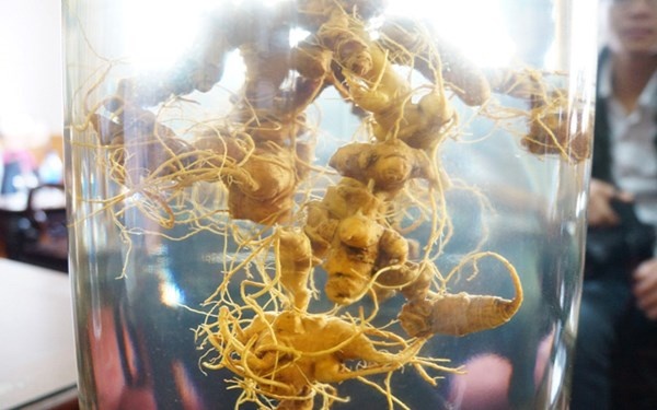 'Loa mat' voi binh sam Ngoc Linh o uy ban TP Tam Ky hinh anh