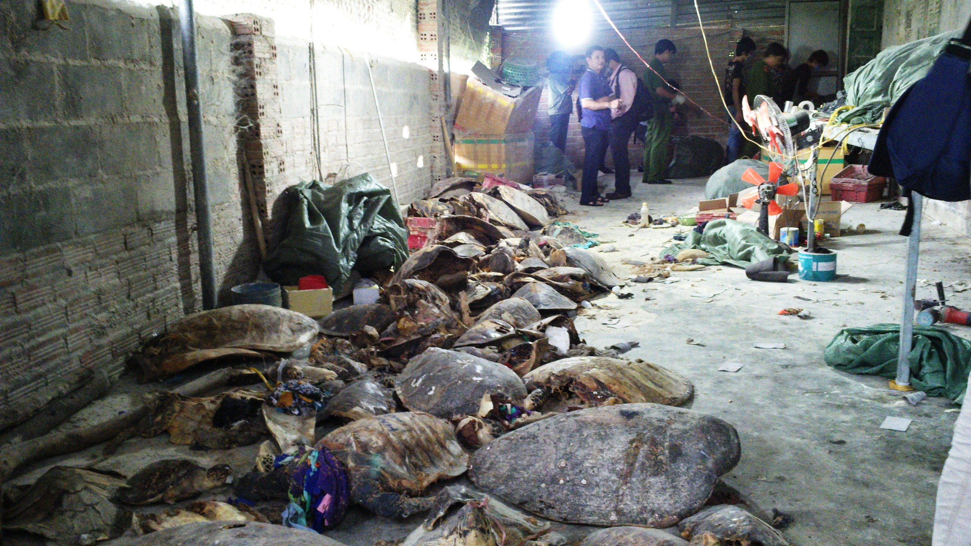 Hang ngan xac rua bien, vich quy hiem trong kho hinh anh