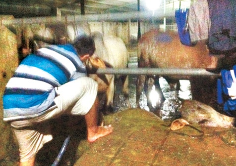 Tham nhap 'dai ban doanh' bo bom nuoc o Long An hinh anh