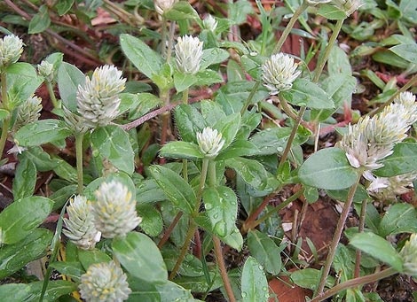 Xon xao than duoc 'no ngay dat' chua khoi gout va ung thu hinh anh