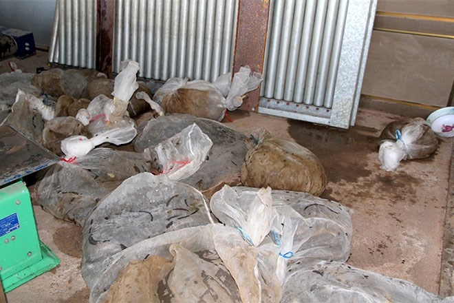 Dong vat quy hiem nam 'cho chet' trong nha kho hai quan hinh anh