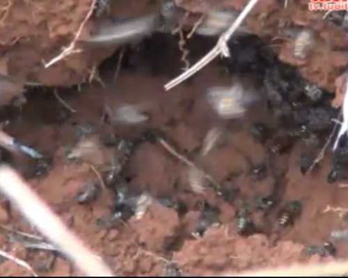 San 'ong tu than' hinh anh