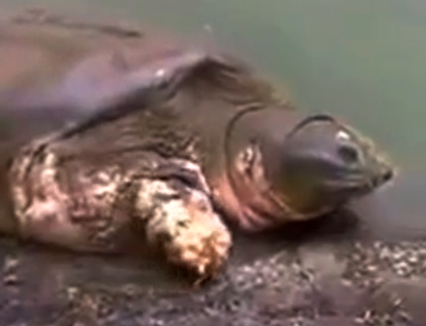 Clip rua Ho Guom thoai mai phoi minh cho du khach chup anh hinh anh