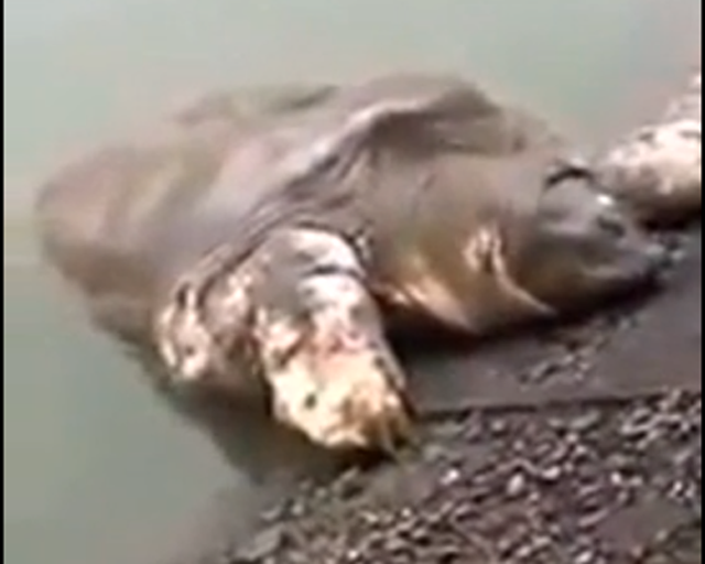 Can canh cu rua ho Guom bo len phoi minh hinh anh