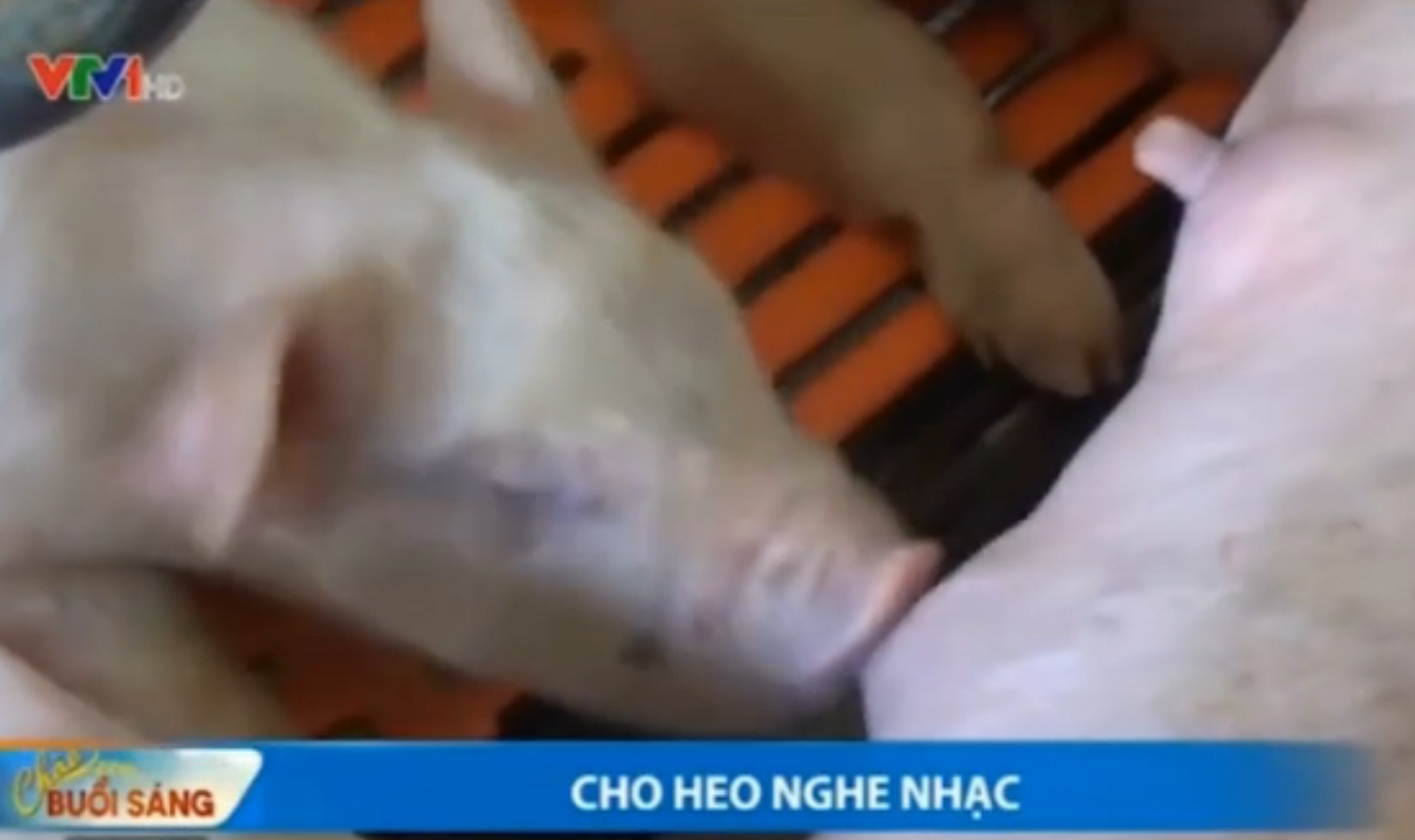 VTV: Cho lon nghe nhac de tang nang suat hinh anh