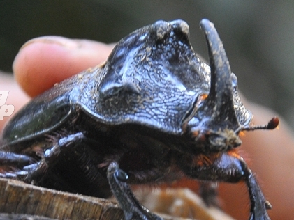 San 'te giac bay' hinh anh