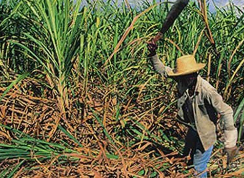 Can ngan mau thuan bi dong nghiep chem chet hinh anh