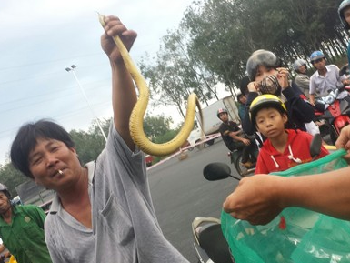 Di xe hoi mang 3 bao tai ran do xuong ruong hinh anh