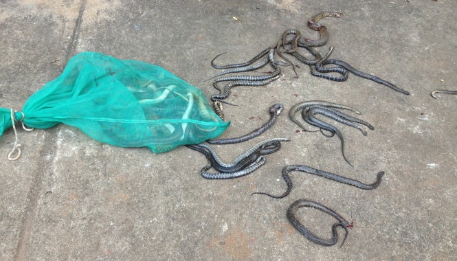 Nhiều người chứng kiến 3 kẻ đổ rắn ra khu dân cư đã tri hô. Ảnh: Tuổi trẻ.