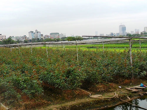 Khon kho vi thuoc doc o lang hoa hinh anh