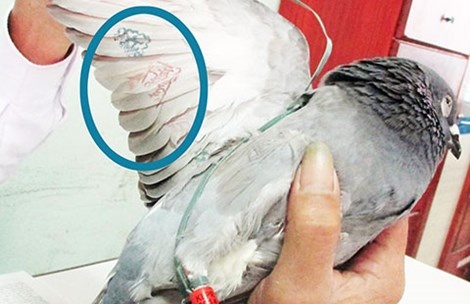 Cong an dang giai ma ky tu la tren canh chim bo cau hinh anh