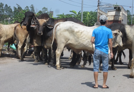 Nhuc nhoi phia sau lang 'do te' hinh anh