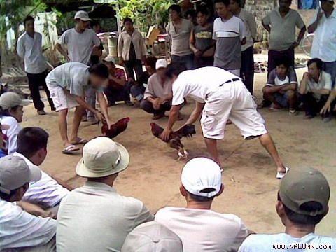 Pha truong ga, tam giu 7 nghi can hinh anh