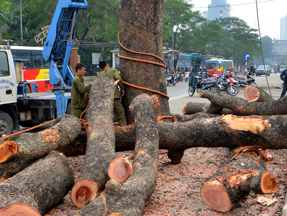 Hang loat co thu bi don ha de lam duong sat tren cao hinh anh