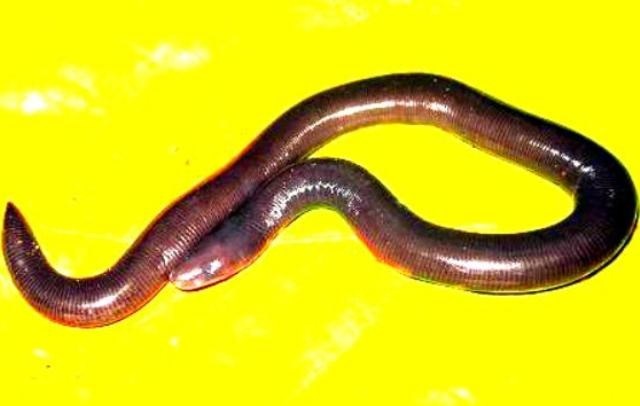 Phat hien loai sinh vat moi o Phong Nha - Ke Bang hinh anh