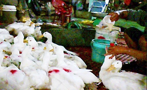 Cong nghe 'thoi' tap chat cho ga, vit hinh anh