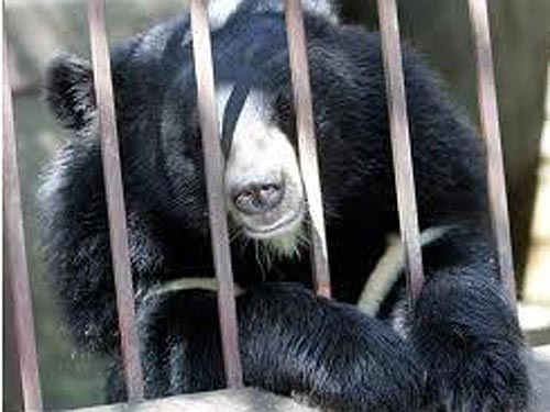 Gau nuoi bi bo doi va chet hang loat tai cac trang trai hinh anh